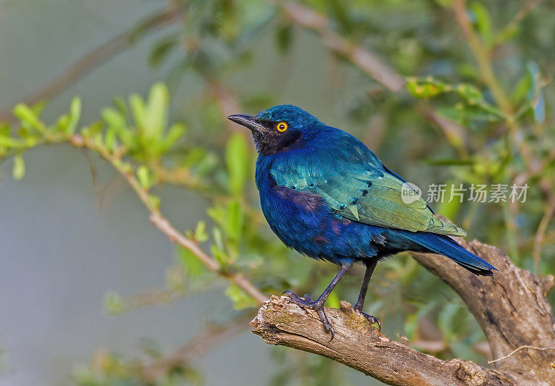 大蓝耳椋鸟或大蓝耳舌椋鸟(Lamprotornis chalybaeus)。纳库鲁湖国家公园，肯尼亚。雀形目。